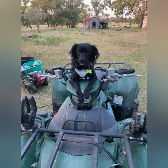 ⭐️SHOW NOTIFICATION-Like to be Notified⭐️ - Picture 12 of 17